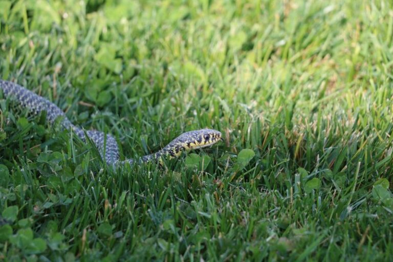 Your Snakes Keep Showing Up in the Yard — Here Are the Everyday Spots Quietly Drawing Them In