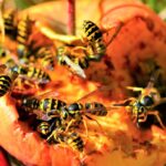 What It Really Means When Yellowjacket Swarms Take Over Your North Carolina Yard This Fall
