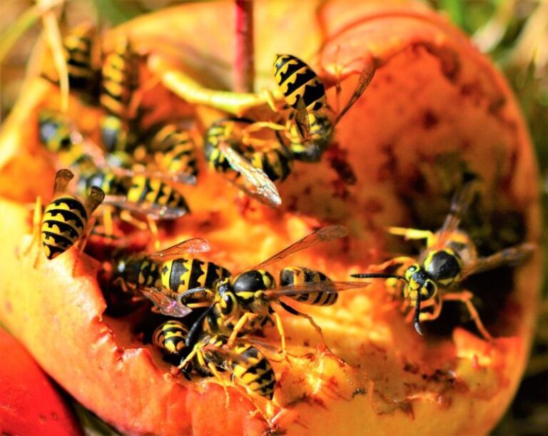 What It Really Means When Yellowjacket Swarms Take Over Your North Carolina Yard This Fall