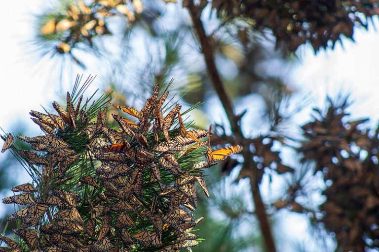 What It Really Means When Monarchs Cluster in California’s Coastal Groves Each Winter, and How to Feed Them From Your Yard