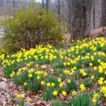 The Fall Step North Carolina Gardeners Skip That Leaves Daffodils Weak Next Spring