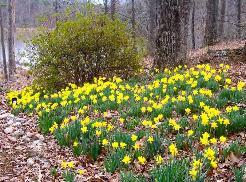 The Fall Step North Carolina Gardeners Skip That Leaves Daffodils Weak Next Spring