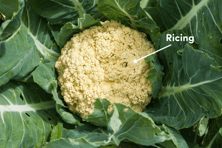 Your Fall Cauliflower Heads Turn Yellow and Loose Instead of Staying White and Tight – Here’s the Blanching Slip Behind It