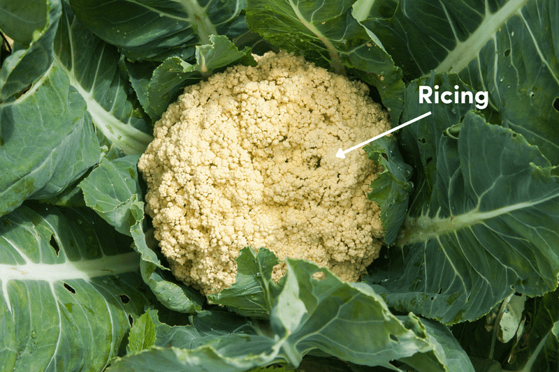 Your Fall Cauliflower Heads Turn Yellow and Loose Instead of Staying White and Tight – Here’s the Blanching Slip Behind It
