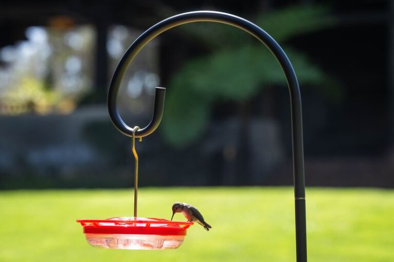 Your hummingbirds stopped showing up for a few fixable reasons