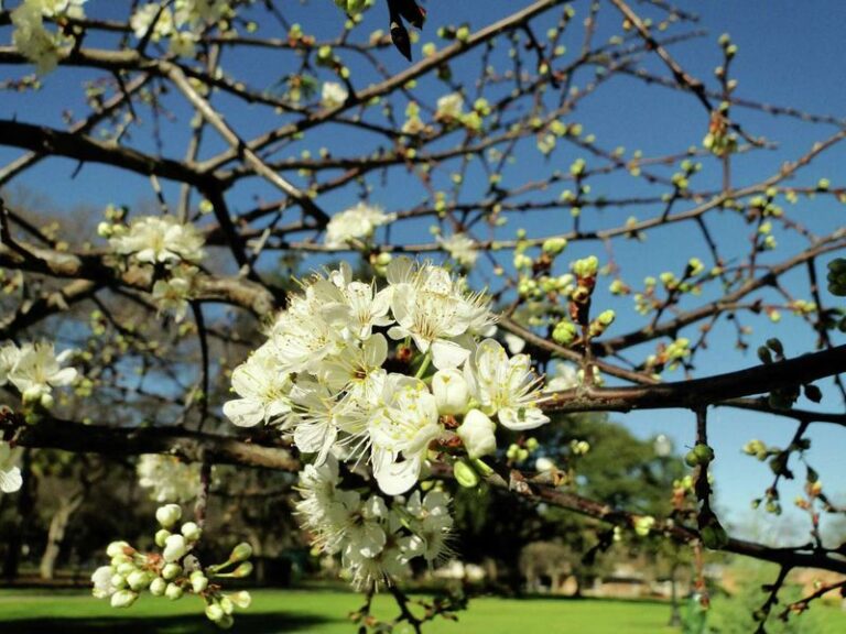 The Native Texas Tree That Feeds Birds and Pollinators Better Than a Crape Myrtle Ever Will