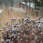 Your Coneflowers Look Done for the Year, but This Fall Step Brings Them Back Stronger