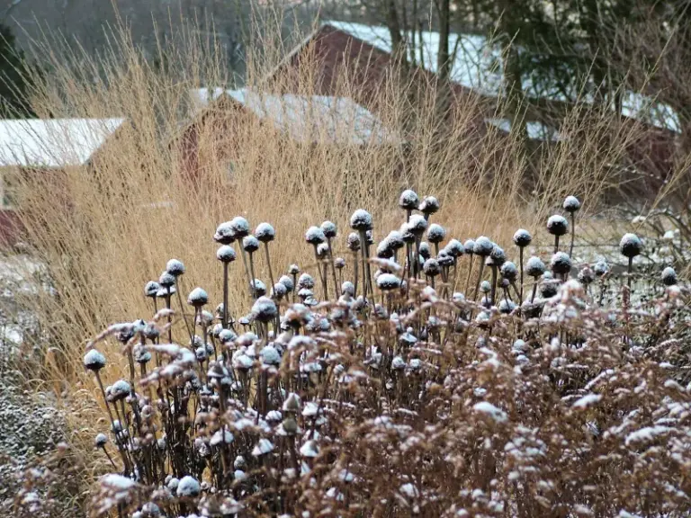 Your Coneflowers Look Done for the Year, but This Fall Step Brings Them Back Stronger