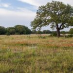 Fall Is a Good Time to Inspect Central Texas Oaks for Stress, Wounds, and Secondary Borers – Not an Invasive Beetle Outbreak