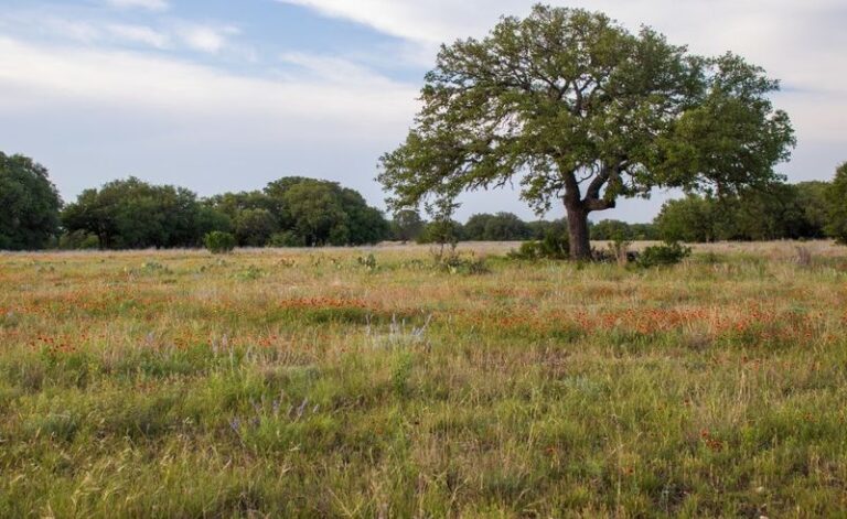 Fall Is a Good Time to Inspect Central Texas Oaks for Stress, Wounds, and Secondary Borers – Not an Invasive Beetle Outbreak