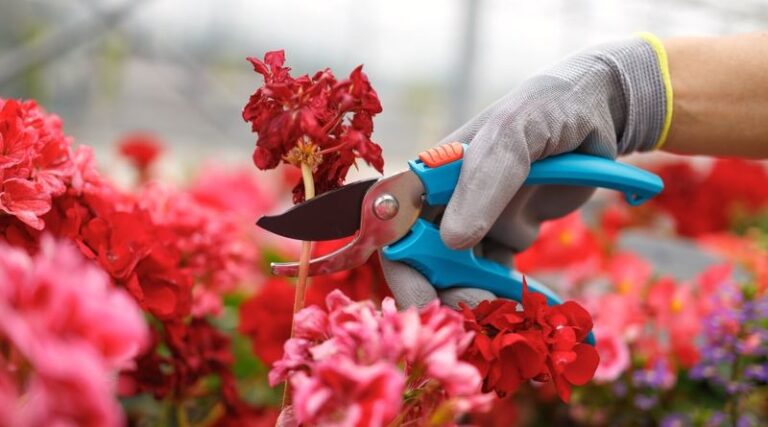 Your Geraniums Grow Leafy but Barely Flower – Here’s the One Trick That Fills Them With Blooms