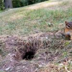 Chipmunks Are Tunneling Under North Carolina Garden Beds This Fall, and Here’s What Their Burrows Are Really After