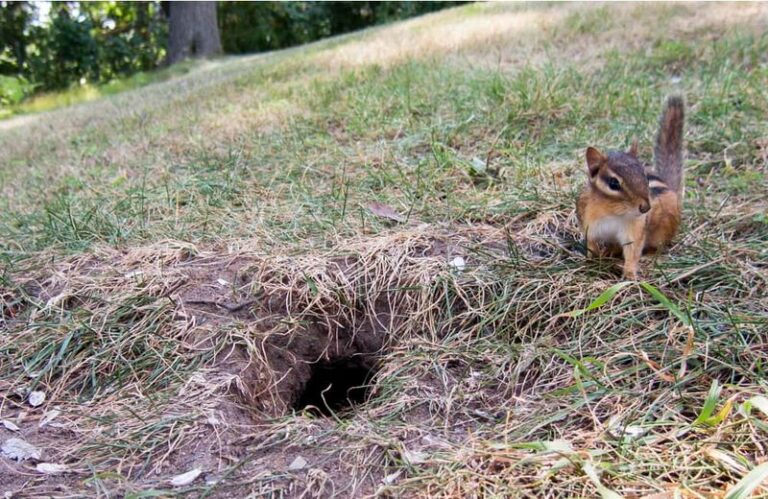 Chipmunks Are Tunneling Under North Carolina Garden Beds This Fall, and Here’s What Their Burrows Are Really After