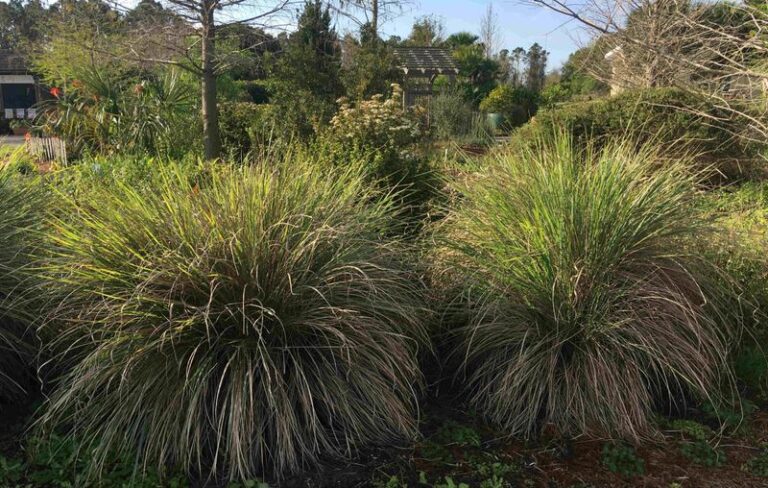 7 Florida Native Plants That Build Your Sandy Soil for Good So You Stop Buying Fertilizer Every Season
