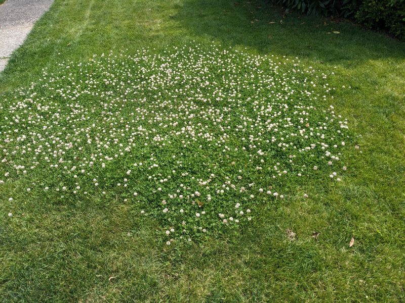 Clover Keeps Taking Over Your Fall Lawn Because of One Thing Happening Underneath — Here’s How to Stop It