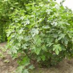 Before You Prune a Fig Tree This Fall, Avoid the Cuts That Cost You Next Year’s Fruit