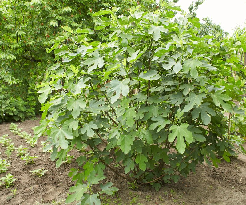 Before You Prune a Fig Tree This Fall, Avoid the Cuts That Cost You Next Year’s Fruit