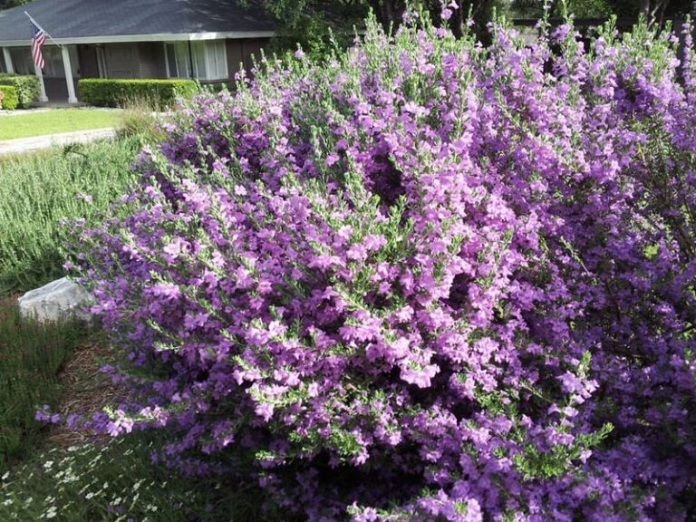 The Native Texas Shrub Worth Planting the Moment Fall Planting Season Opens This Month
