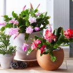 Your Christmas Cactus Quietly Stalls Through Summer Because of One Care Habit — Here’s the Fix Before the Holidays