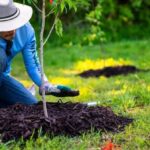 Tiny Oak Seedlings Are Popping Up All Over Florida Yards Right Now – Here’s How to Pick the Keepers