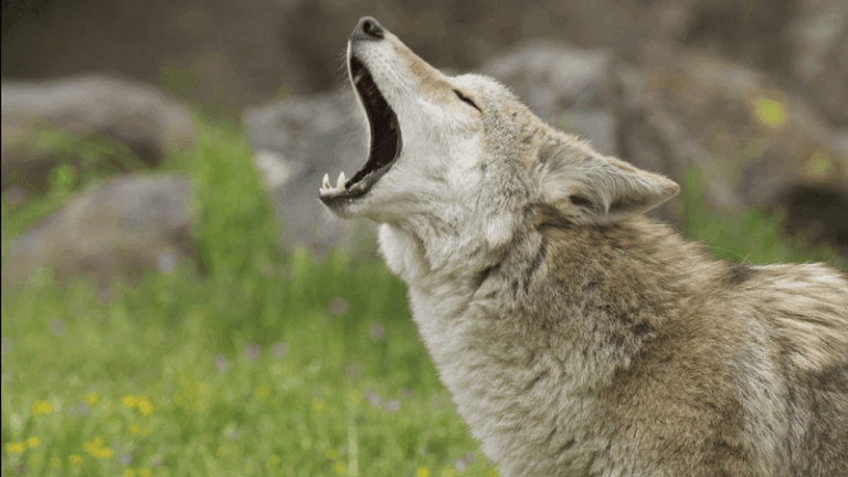 What It Really Means When Coyotes Start Howling Near Your North Carolina Yard at Night This Fall