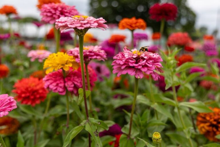 Sinking Your Zinnia Seeds Now Instead of Waiting for Spring Gives You One More Wave of Blooms