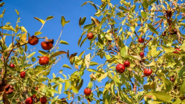 The California Backyard Fruit Tree That Shrugs Off Drought and Still Ripens Fruit With Almost No Water