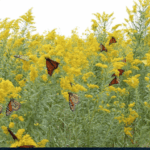 Fireflies Come Back to Florida Yards That Add These 7 Native Plants and Habits