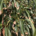 Why Your California Avocado Tree Gets Crispy Brown Leaf Tips in the Late-Summer Heat, and the Cause Most Gardeners Treat Wrong