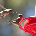 What It Really Means When Hummingbirds Keep Chasing Each Other Off Your California Feeder, and How to Give Them Peace