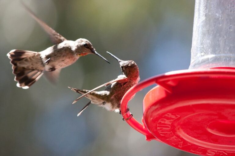 What It Really Means When Hummingbirds Keep Chasing Each Other Off Your California Feeder, and How to Give Them Peace