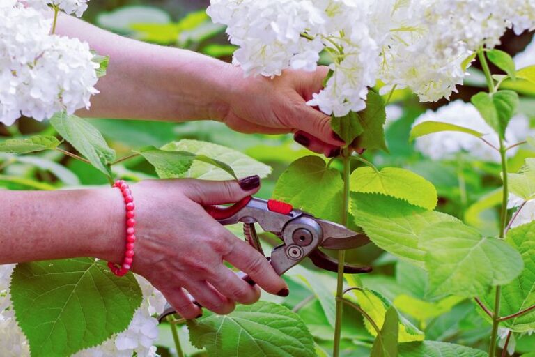 The One Thing California Hydrangeas Need in Early Fall to Rebloom Big Next Year, and Most Gardeners Skip It