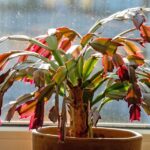 Your Christmas Cactus Leaves Turn Red When One Growing Condition Stays Off Too Long