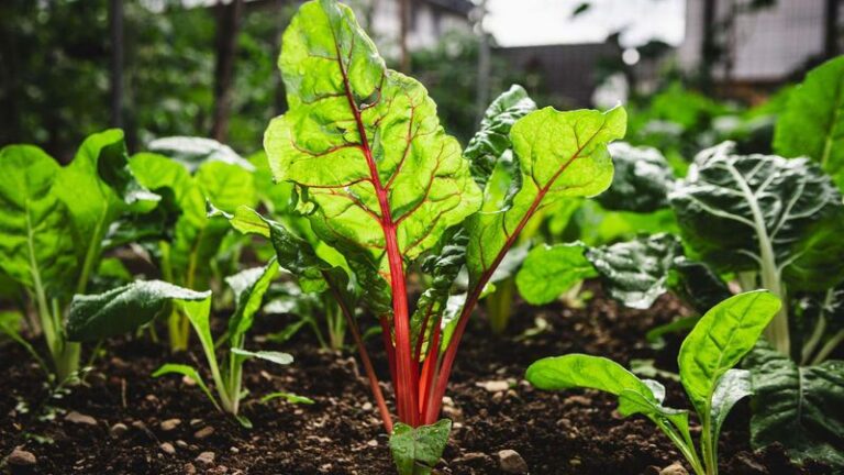 Your Backyard Beds Emptied Out After the Summer Heat — Here Are the Fall Crops That Should Fill Them Now