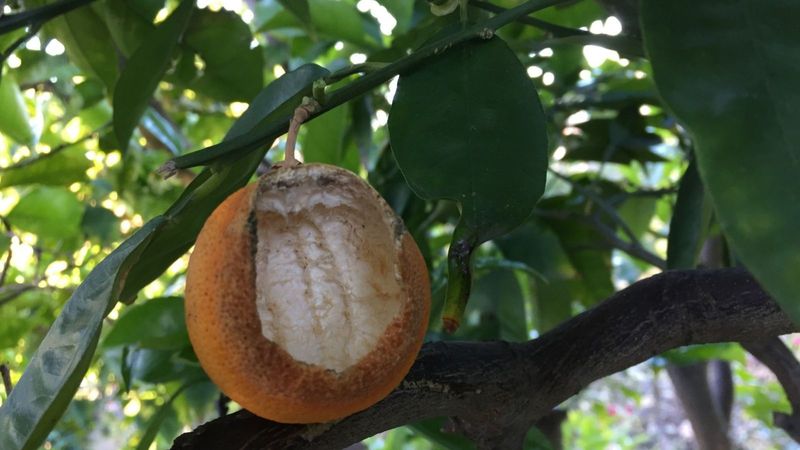 The Fruit Tree Habit That’s Quietly Drawing Rats Back to Your California Yard Every Fall