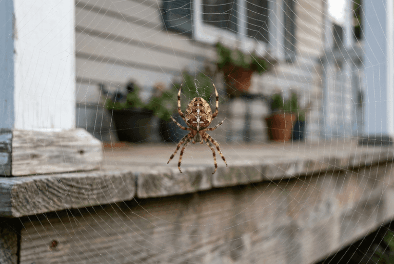 Leave this California orb-weaver alone and it clears the mosquitoes gathering by your porch lights