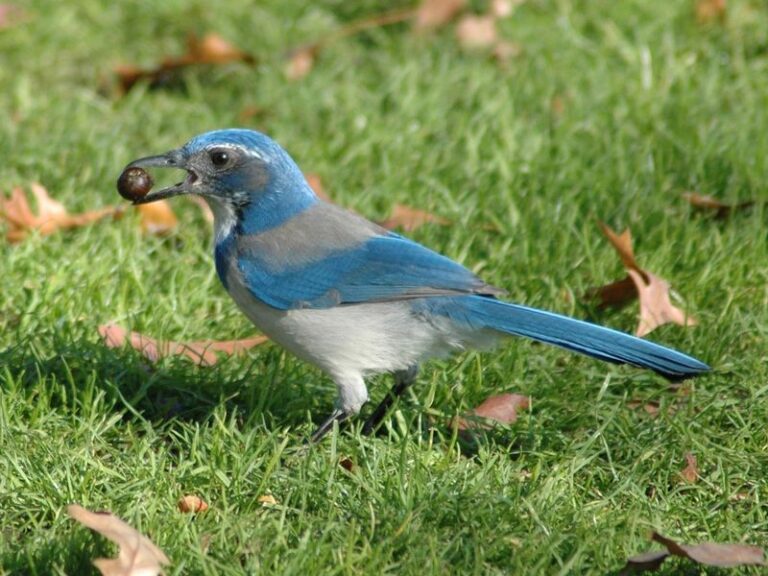 California Scrub Jays Cache Acorns and Eat Insects, but They Won’t Fix Your Lawn Grubs