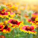 These 9 Perennials Are Better Left Standing Through Fall Than Cut Back Early