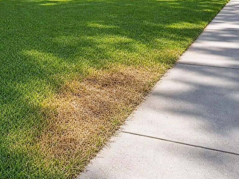 Chinch Bugs Are Chewing Brown Patches Into Central Texas Lawns Faster This Fall Than Homeowners Realize
