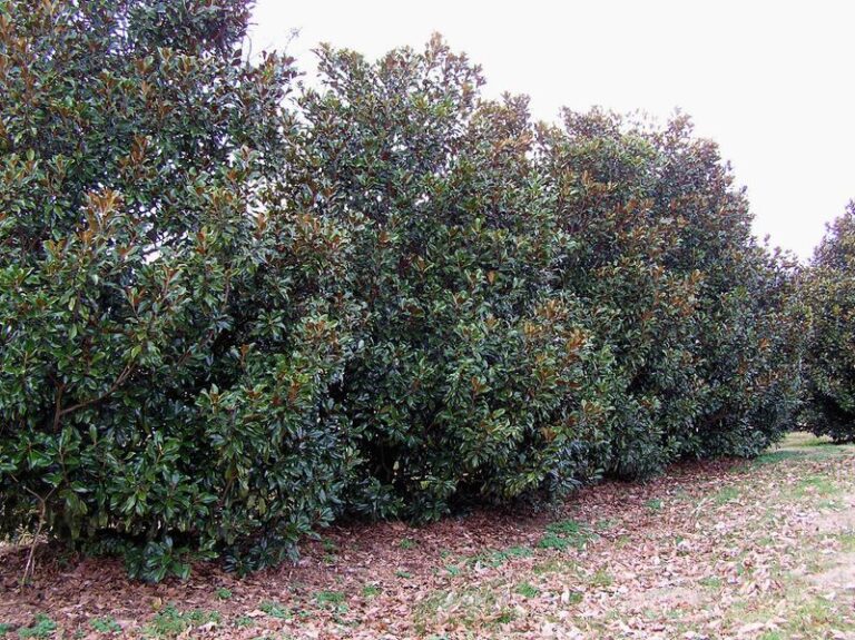 Skip Leyland Cypress Along Your North Carolina Property Line and Plant This Native Screen That Won’t Blight and Die