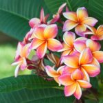 What Your Texas Plumeria Needs Done Before Triple-Digit Heat Slows It Down