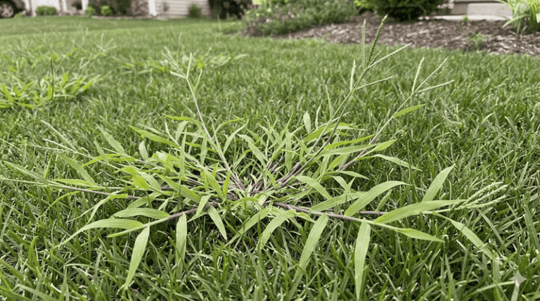 Crabgrass Keeps Returning to Southern Lawns: Why Spring Timing Matters More Than Fall