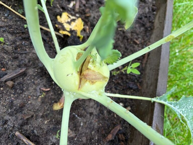 Your Fall Kohlrabi Grows a Woody, Cracked Bulb Instead of a Crisp One — Here’s the Watering Swing Behind It