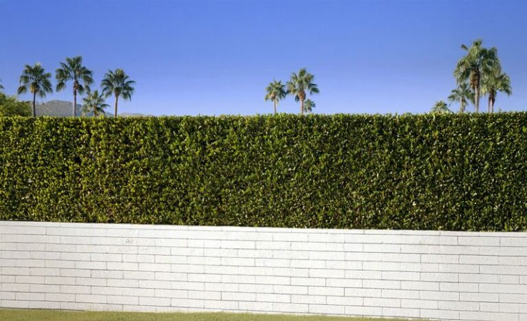 Skip Bamboo and Plant These California Privacy Shrubs That Screen Your Yard Without Taking It Over