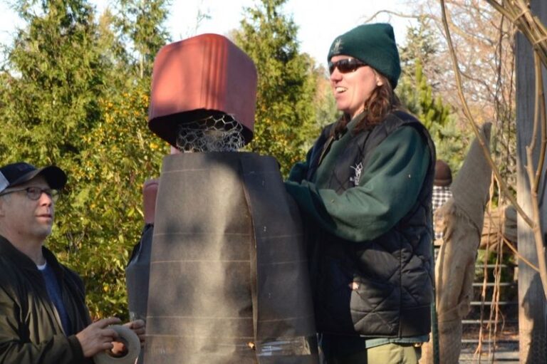 The One Thing North Carolina Fig Trees Need Before Hard Freeze Nights Hit