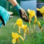The One Thing North Carolina Gardeners Must Prune in September or Next Spring’s Blooms Won’t Show Up