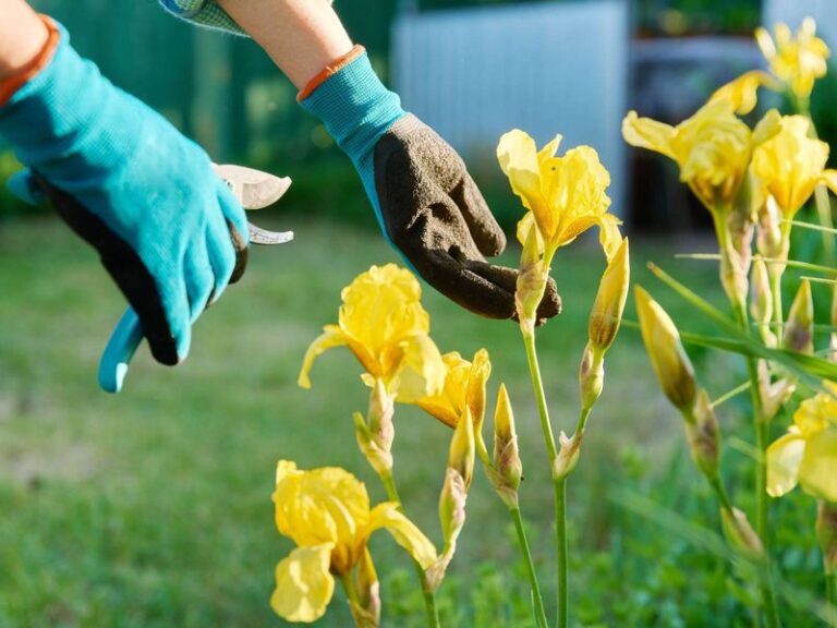 The One Thing North Carolina Gardeners Must Prune in September or Next Spring’s Blooms Won’t Show Up