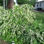 The Native North Carolina Plants That Build the Cool, Leafy Hideouts Fireflies Need to Come Back