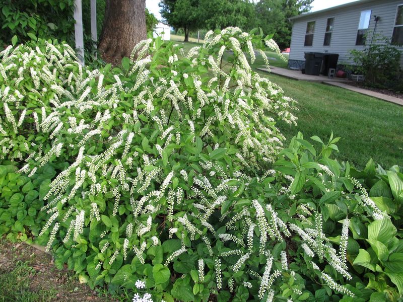 The Native North Carolina Plants That Build the Cool, Leafy Hideouts Fireflies Need to Come Back