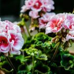 Your Geraniums Stall in the Late-Summer Heat – Here’s the One Reset That Brings the Blooms Back
